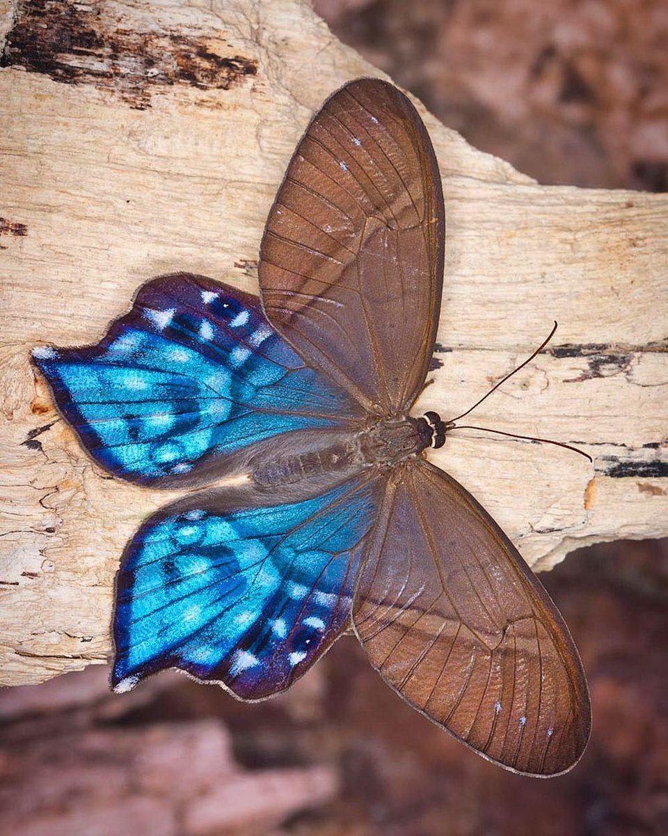 Бабочка Урания Мадагаскарская