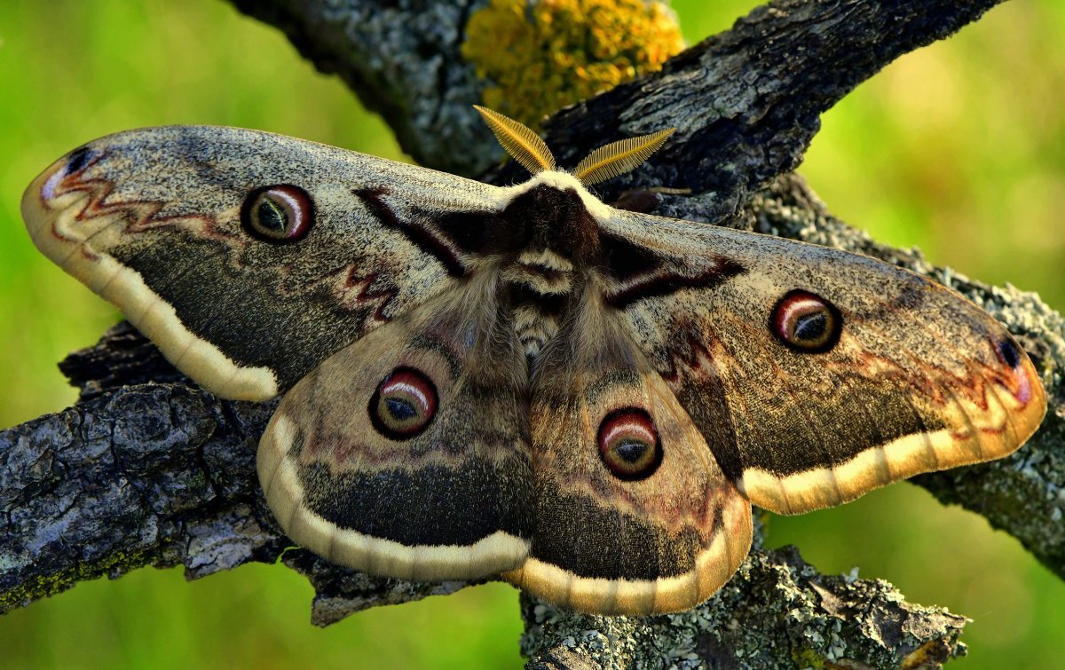 Павлиний глаз малый ночной