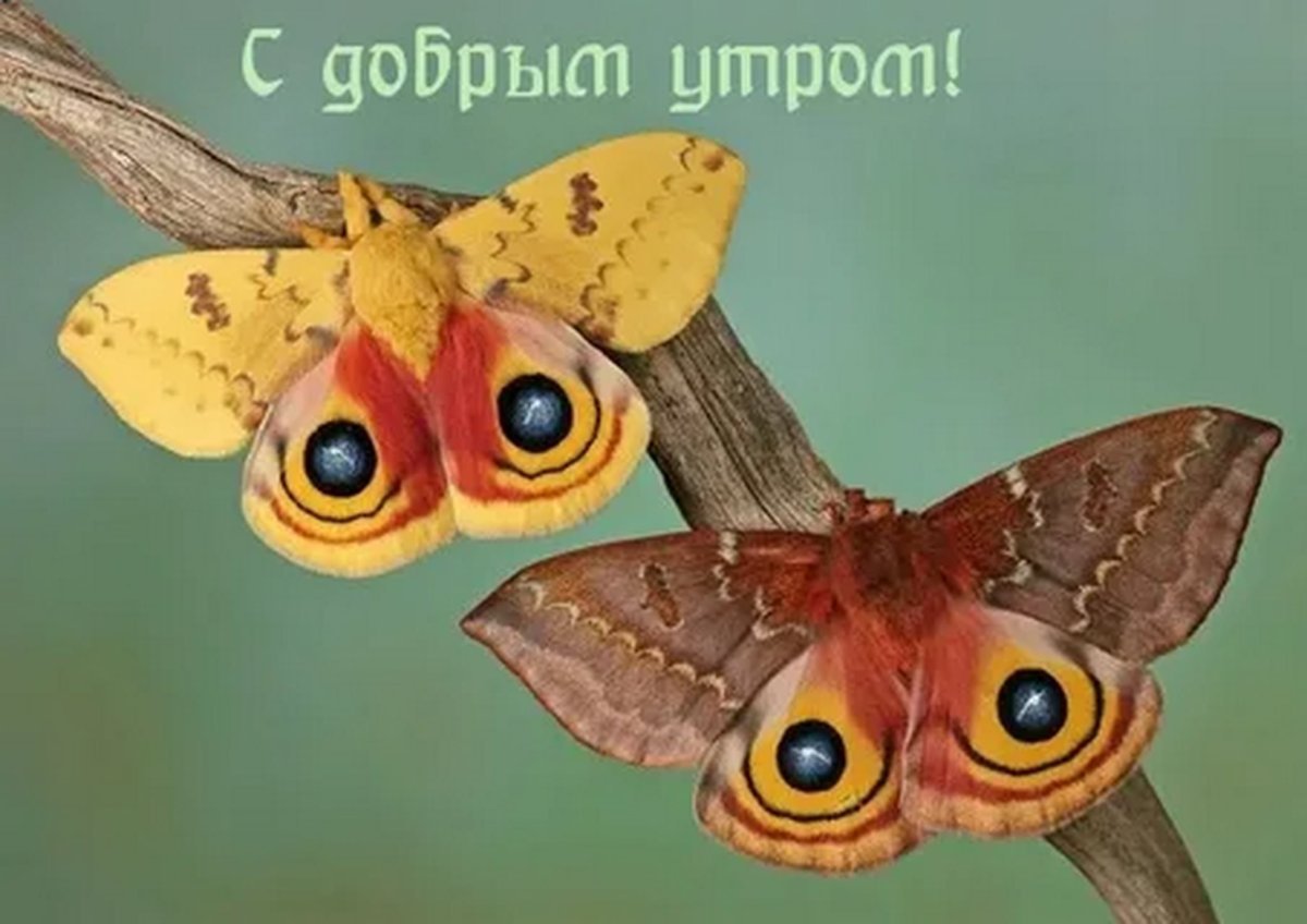 Бабочка с глазками на крыльях