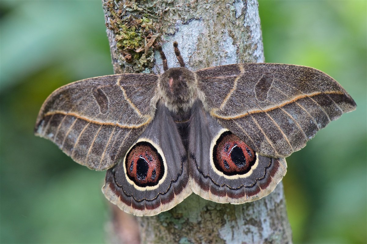 Сатурния цекропия бабочка