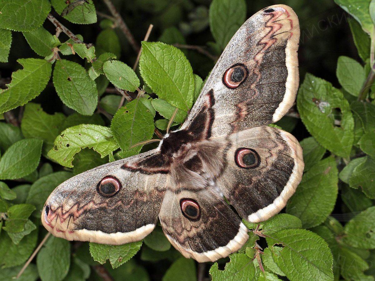 Бабочка Шоколадница и павлиний глаз