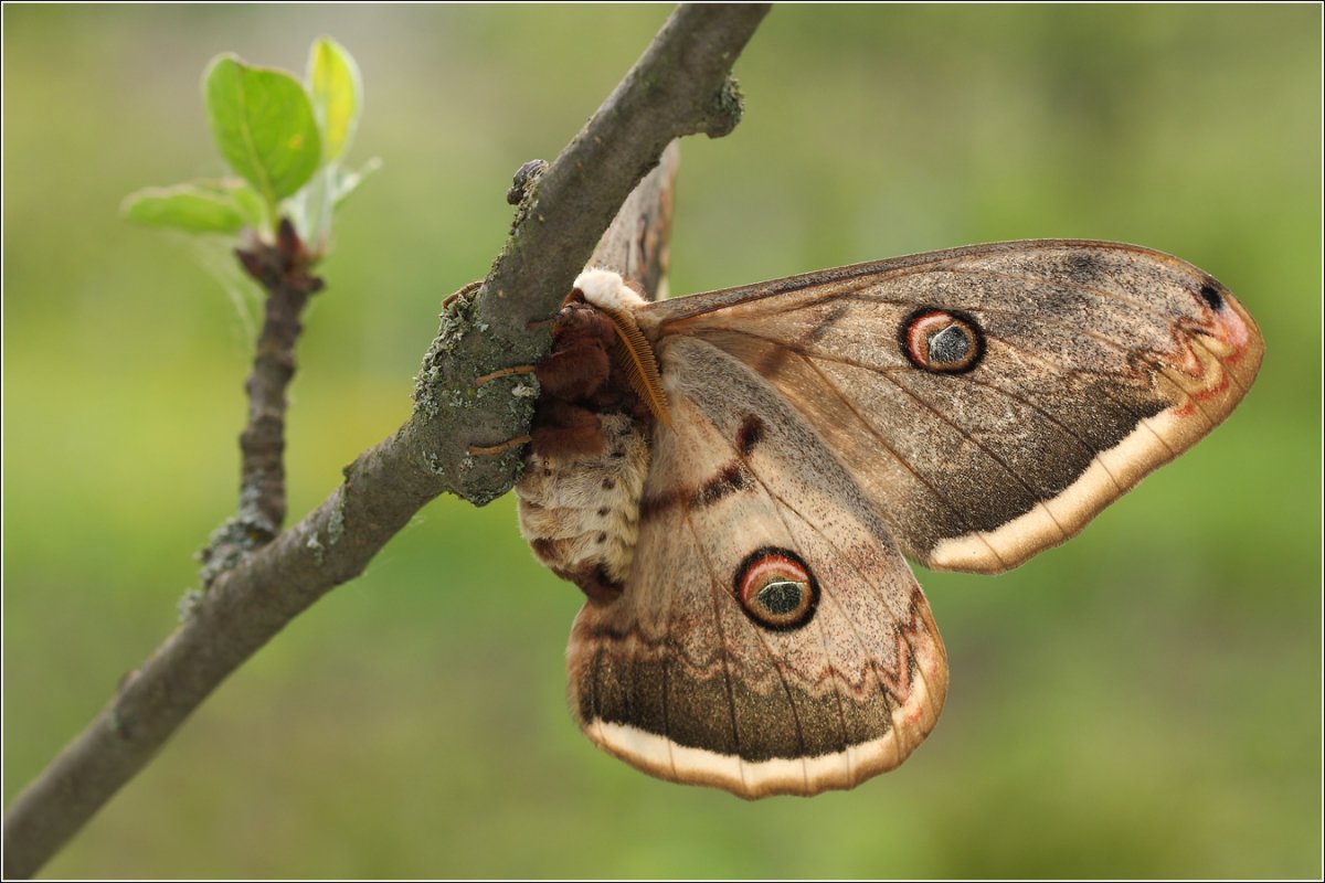 Бабочка Сатурния Павлиноглазка