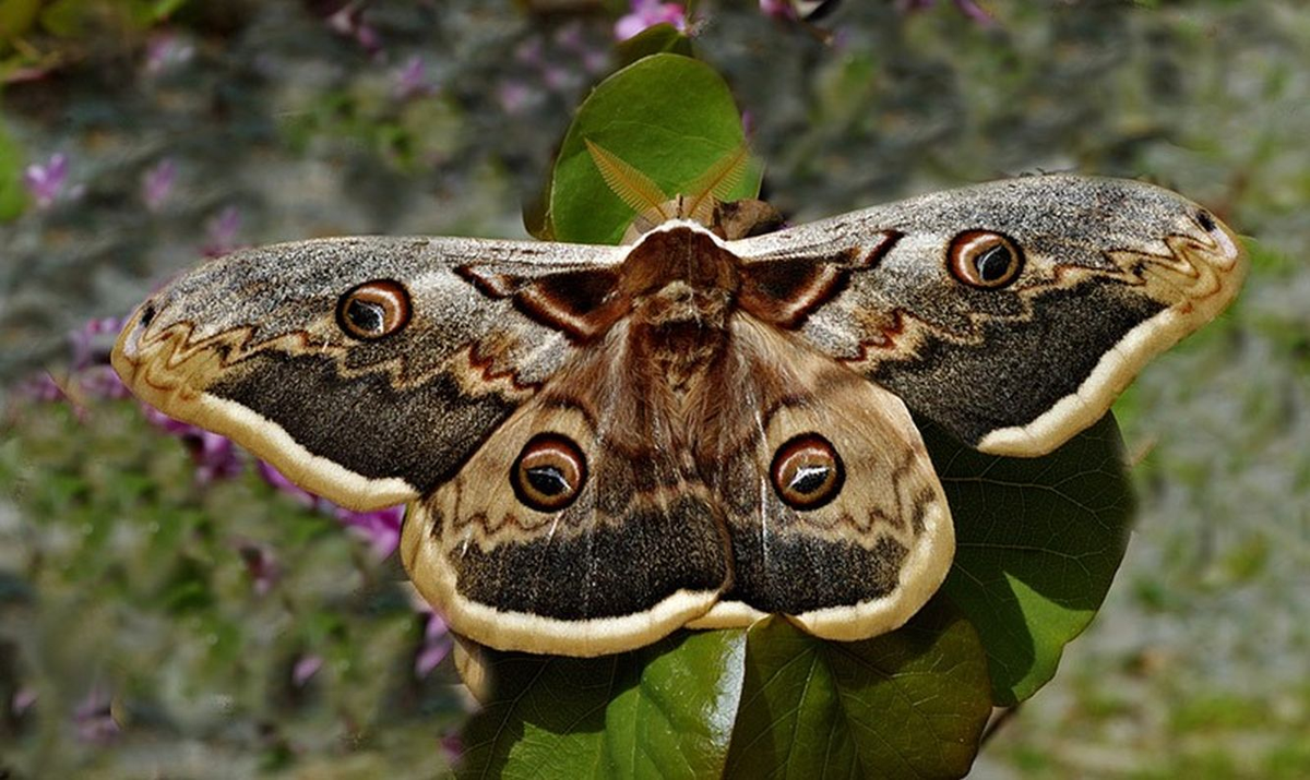 Императорская Павлиноглазка