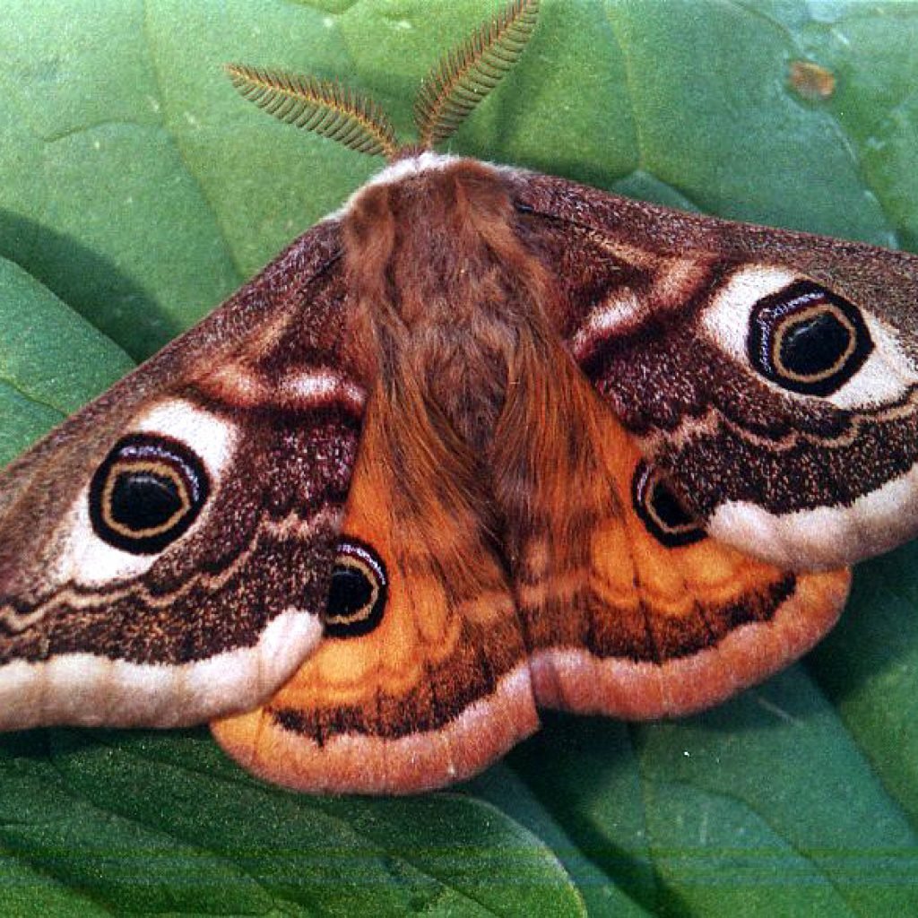 Бабочка большой ночной павлиний глаз