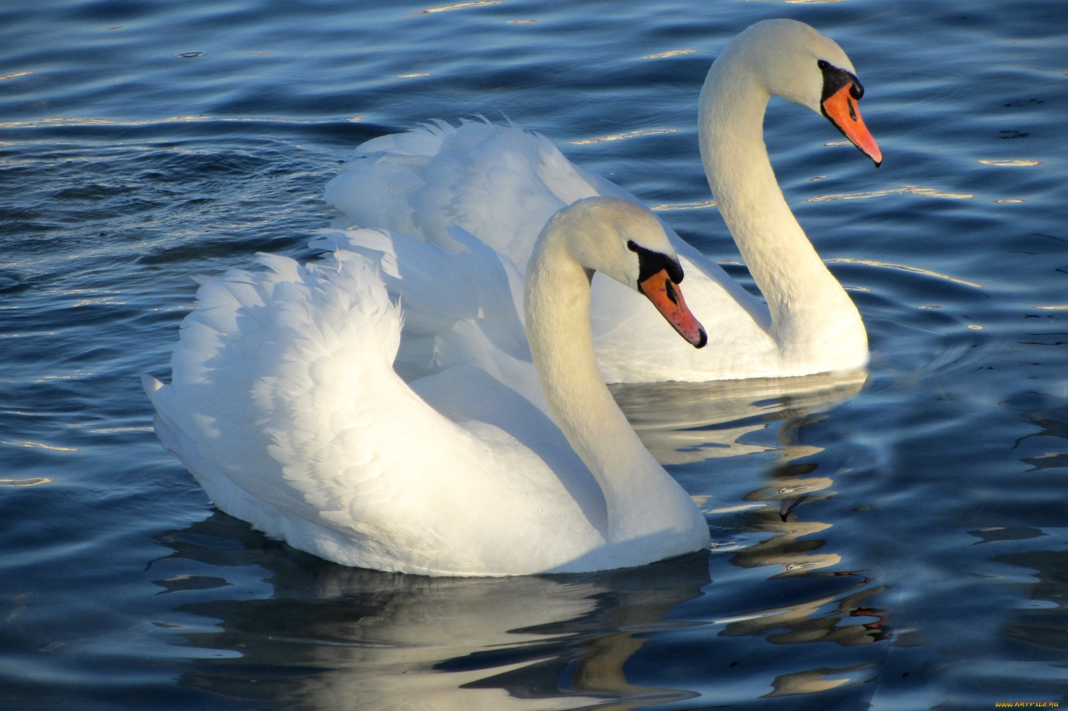 Красивые белые лебеди. Лебедь шипун. Красивые лебеди. Пара лебедей. Лебеди на озере.