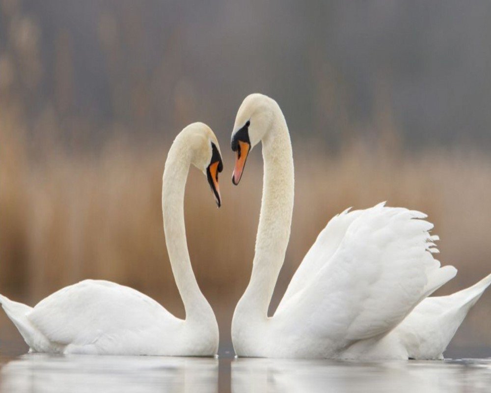 Пара лебедей