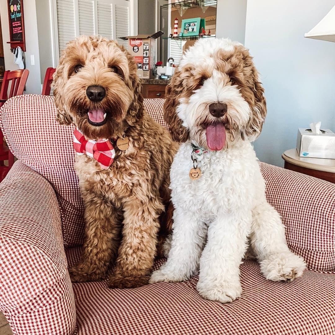 Лабрадудль размер с человеком