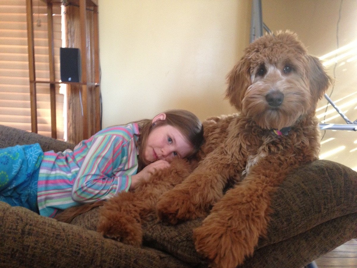 Лабродудль и человек