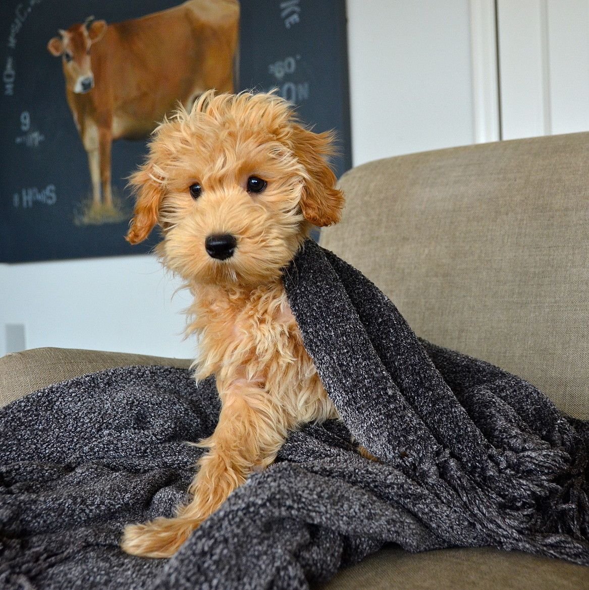 Лабрадудли - самые милые собаки