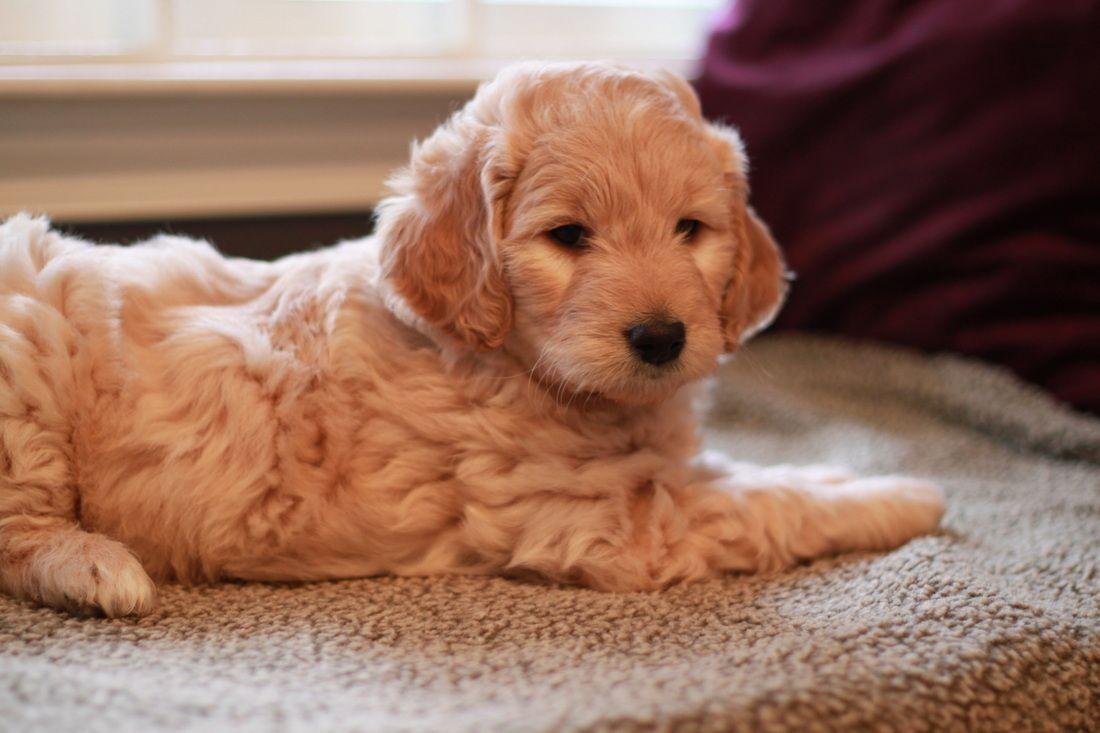 Goldendoodle Puppies