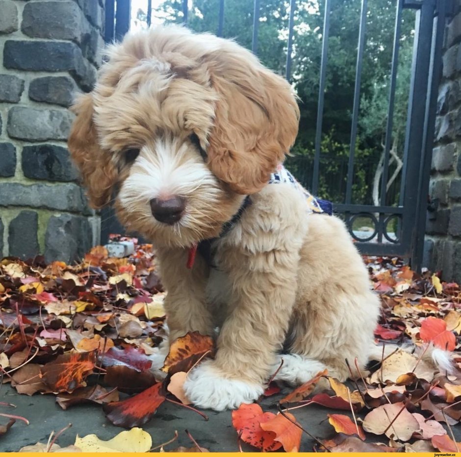 Мальтипу взрослая собака