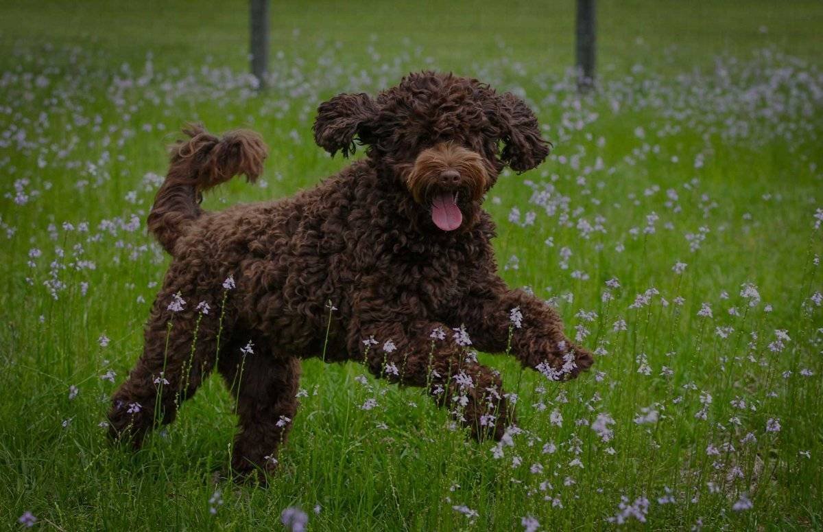 Австралийский лабрадудель карликовый