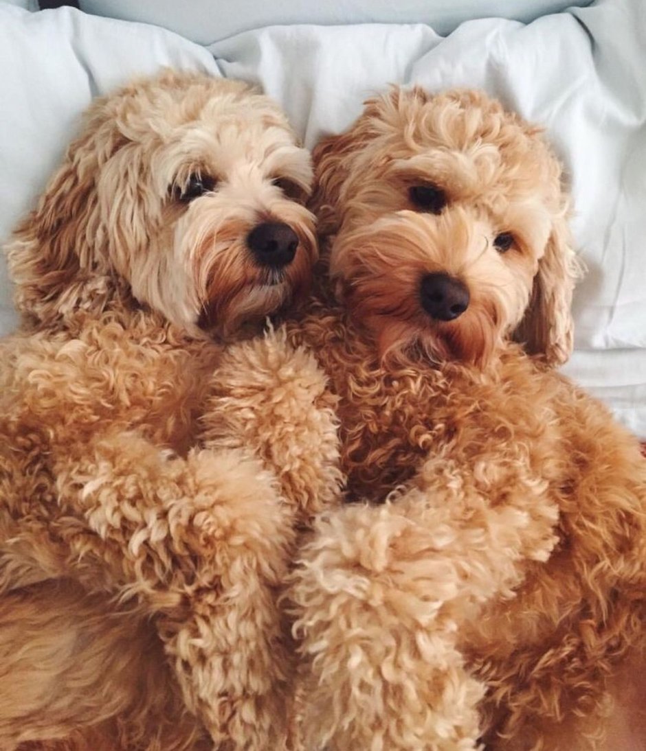 Two little Puppy Dogs