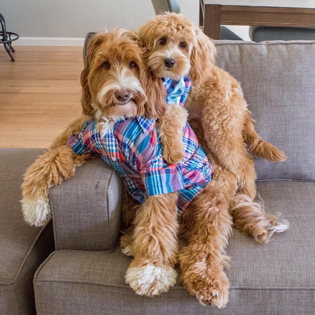 Фанни лабрадудель