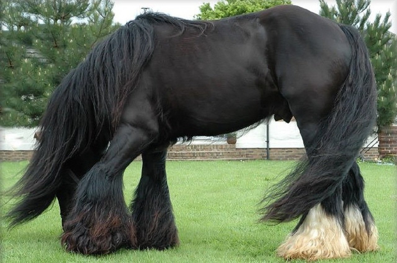 Большой лошади фото