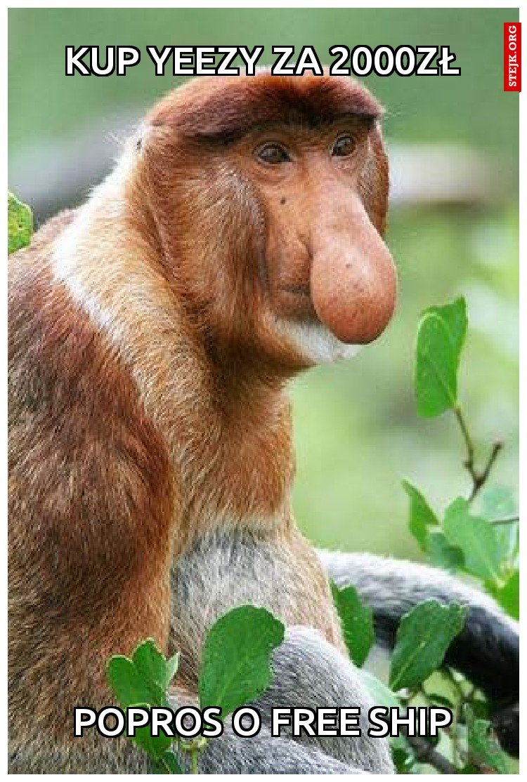 Большой нос картинка. Обезьяна носач. Бабуин носач. Шимпанзе носач. Носач орангутанг.