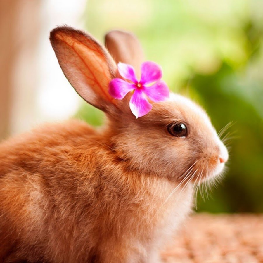 Милые зайчики