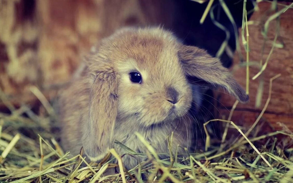 Милый зайчик