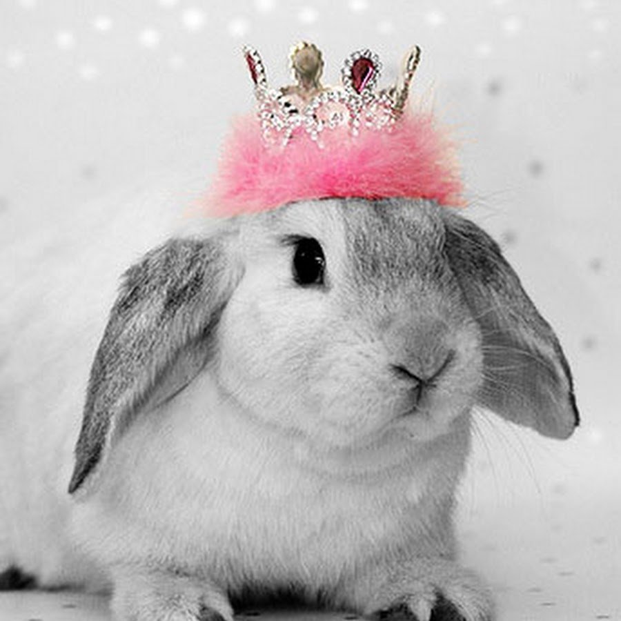Зайка с короной