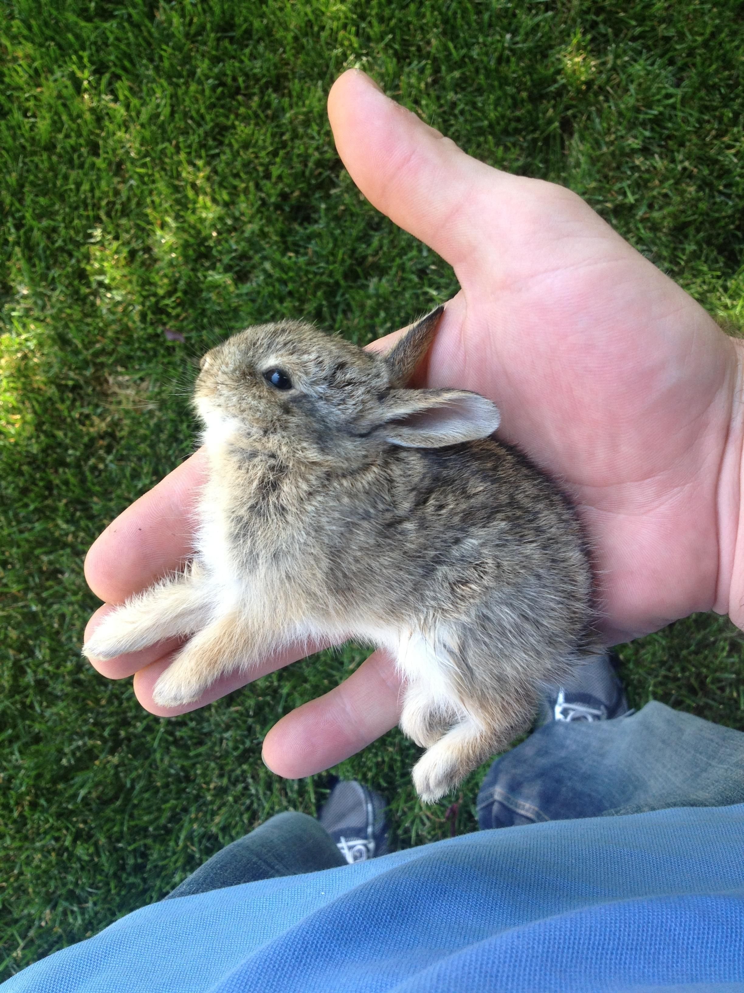 Включи про кролика. Кролики. Маленькие Зайчата. Заяц маленький. Кролик на руках.