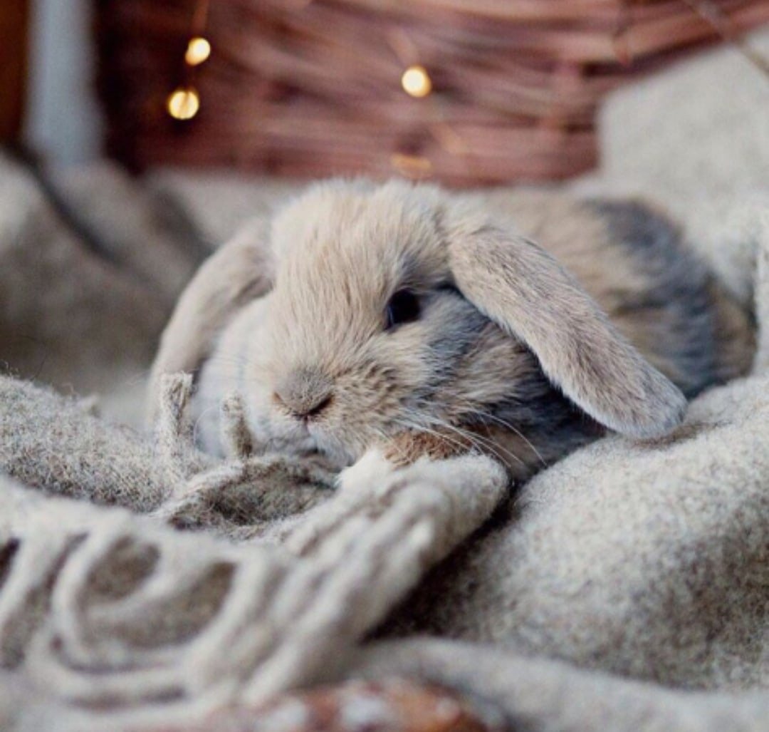 Два кролика