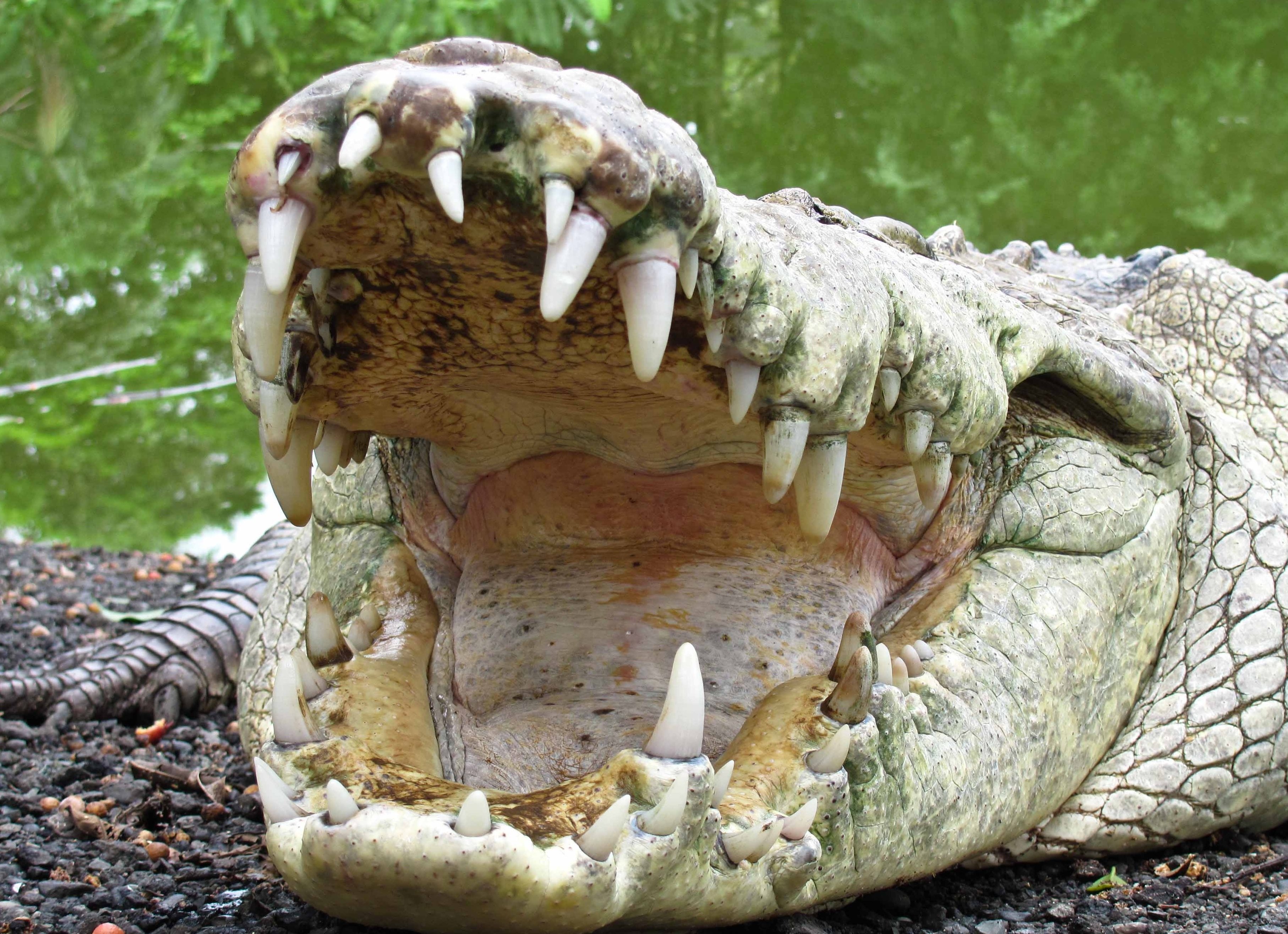 Закройте пасть. Нильский крокодил пасть. Нильский крокодил зубы. Нильский крокодил челюсти. Зубы аллигатора и крокодила.