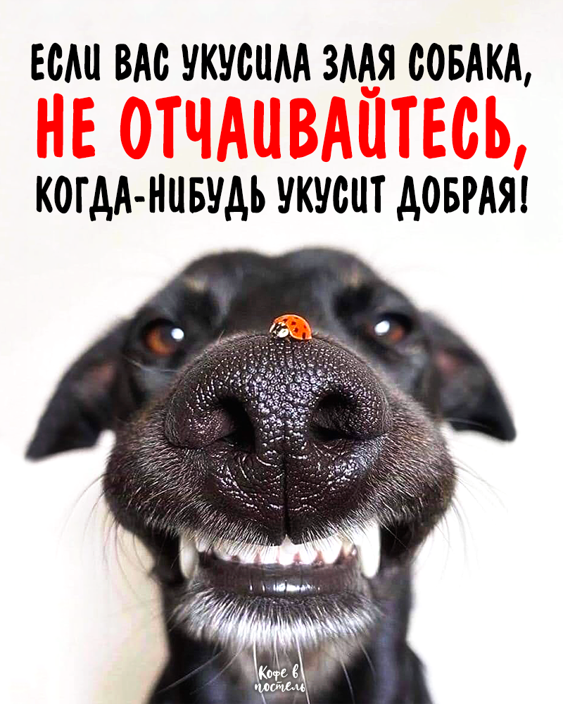 Ротвейлер Чоп в ГТА 5