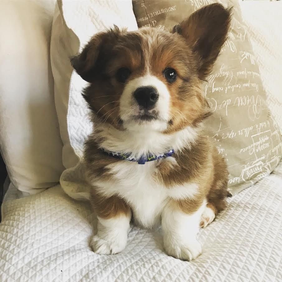 Как называется длинношерстный корги щенок