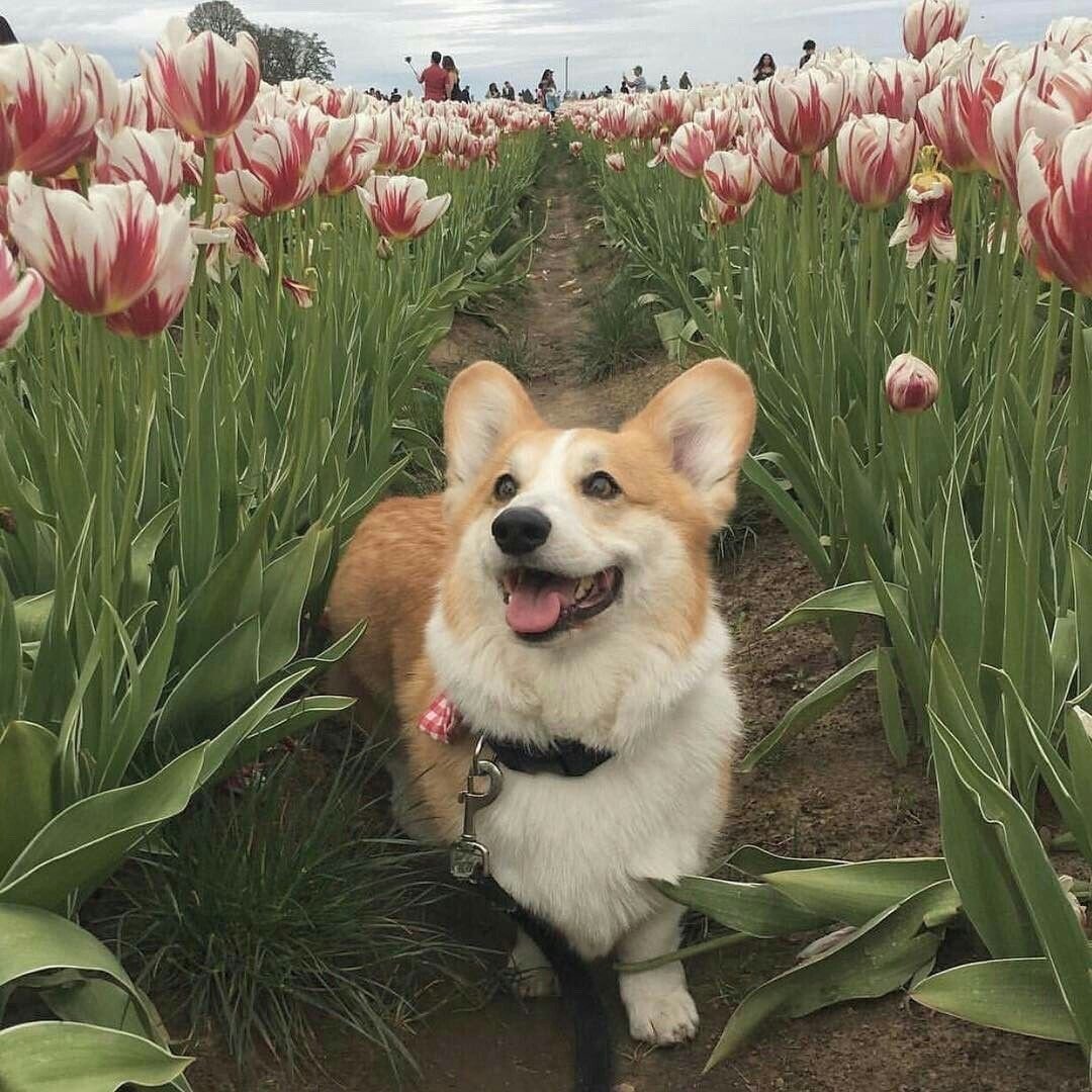 Корги aesthetic