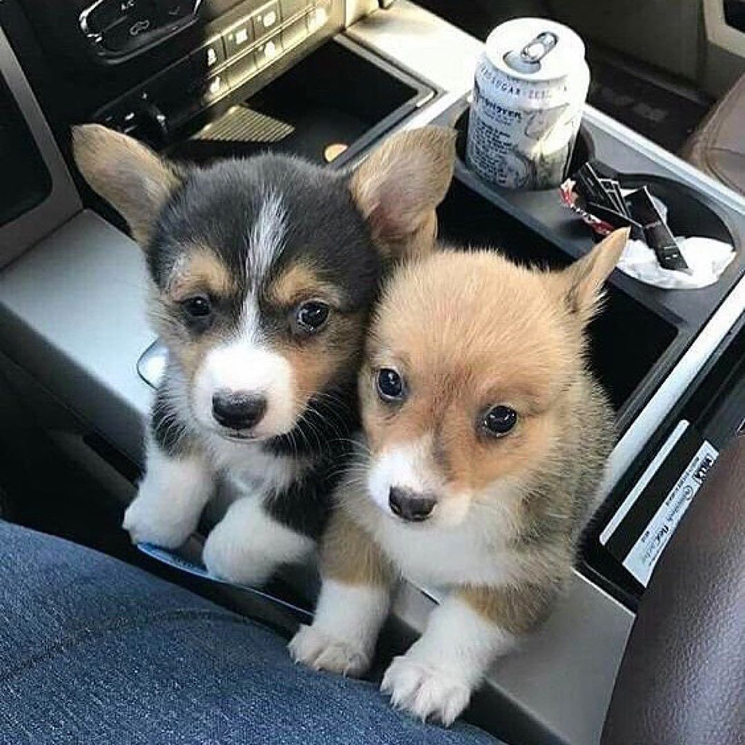 Корги собака вид сзади