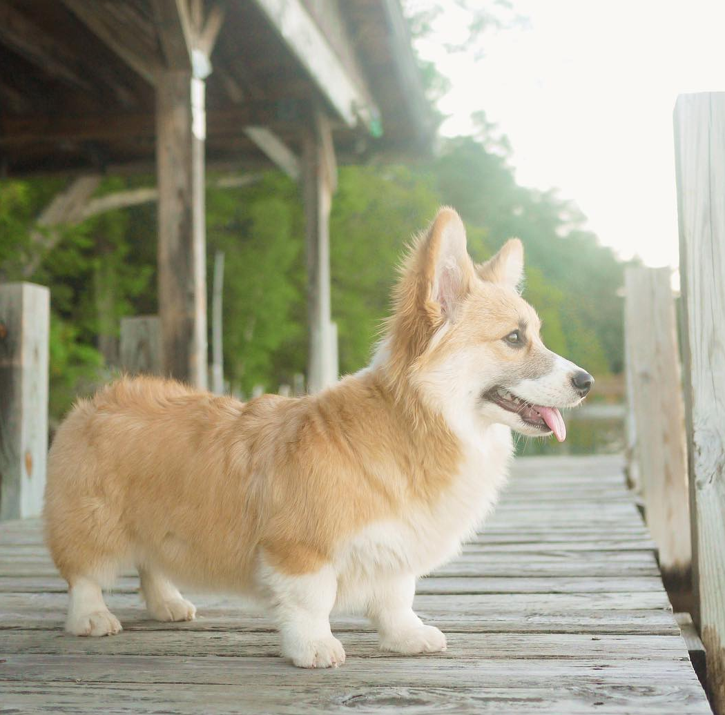 Корги в машине