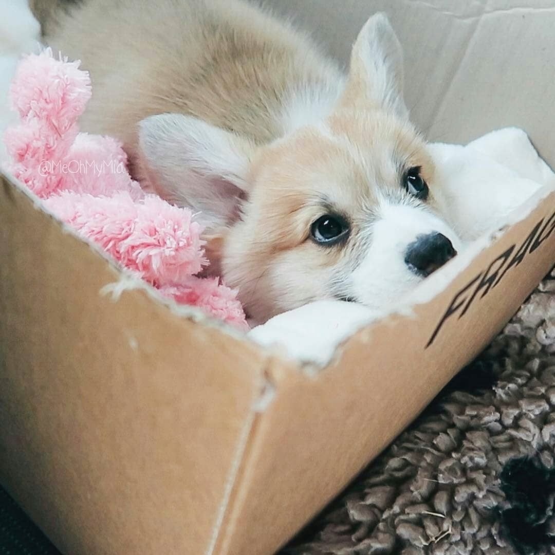 Корги сплюша