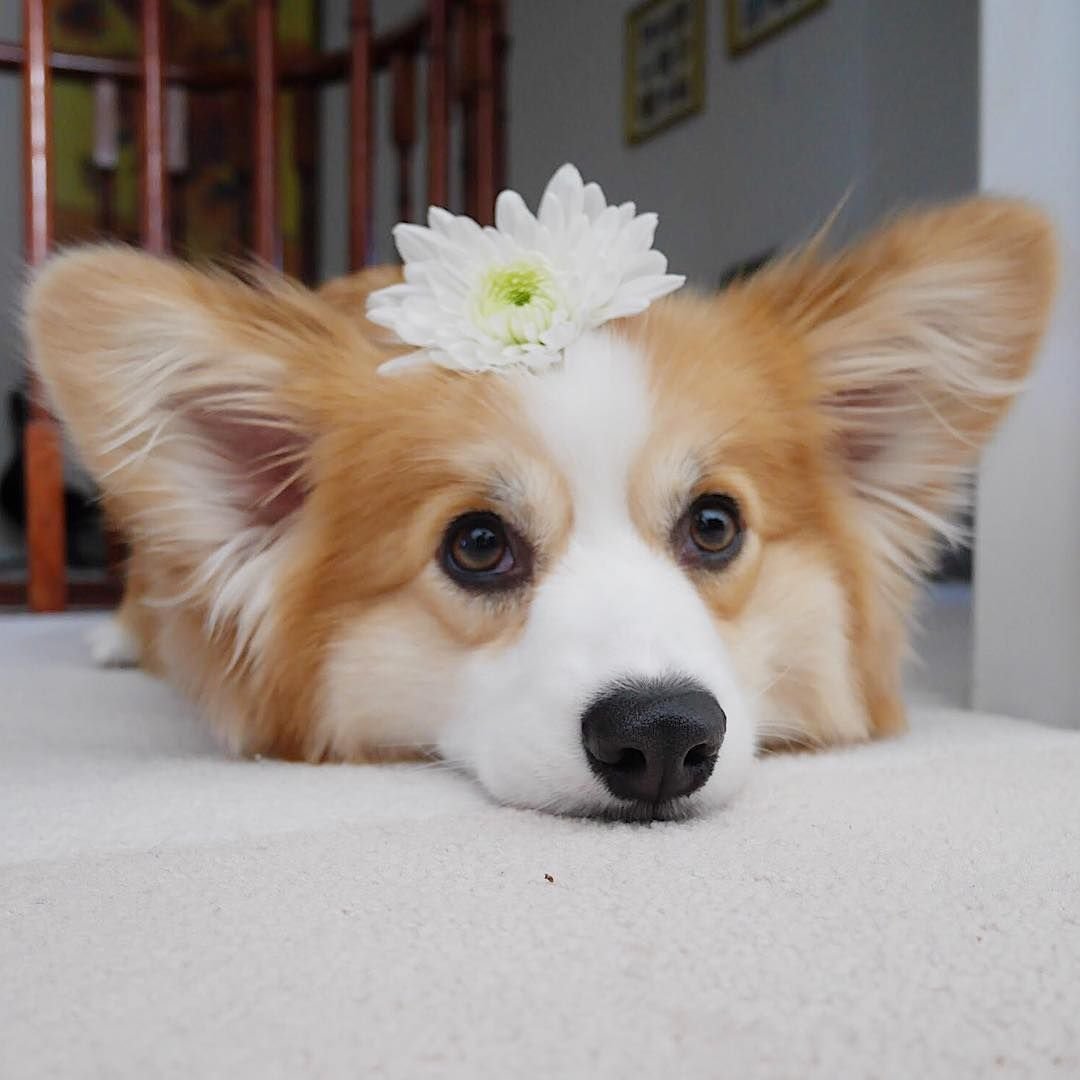 Корги флаффи х