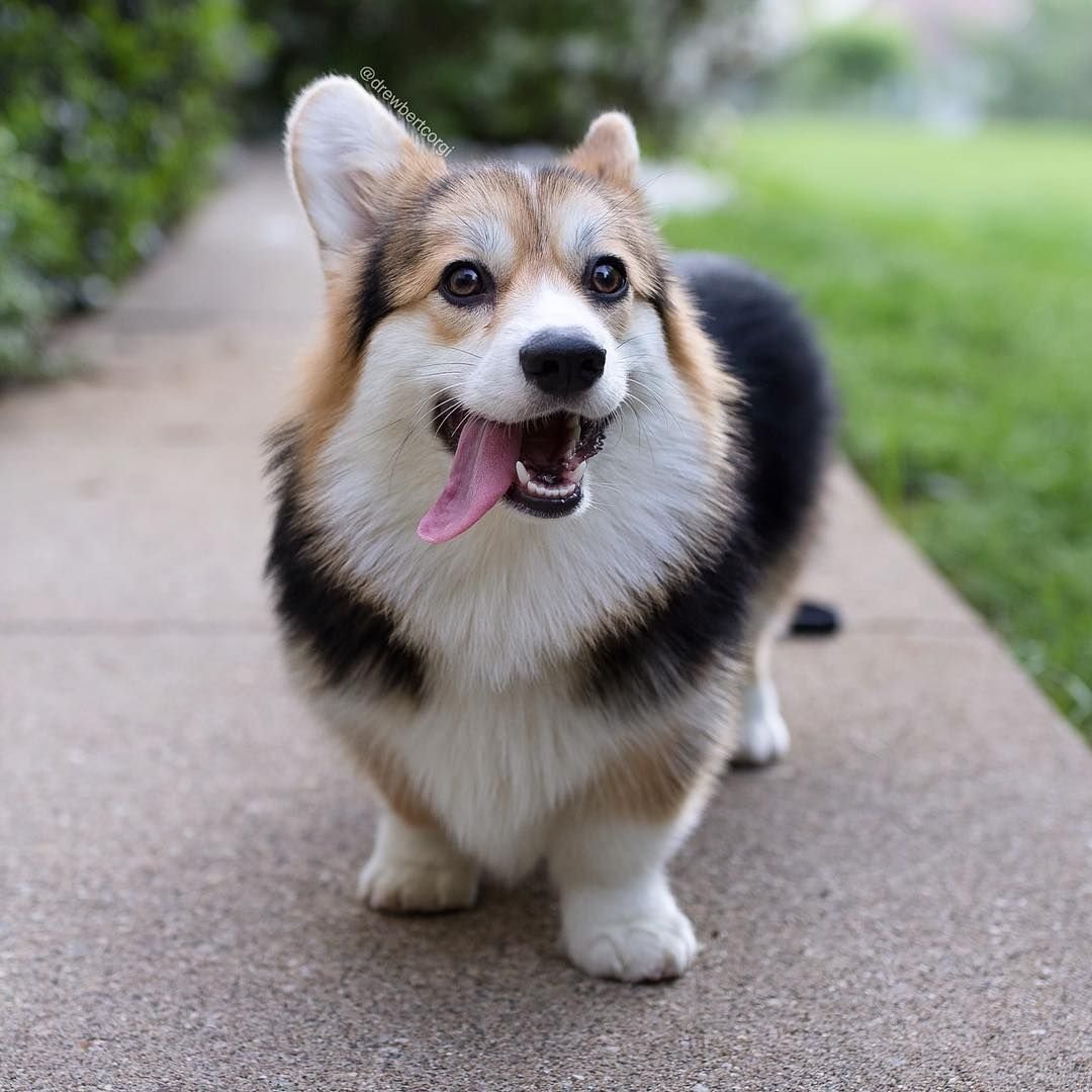 Корги Максин