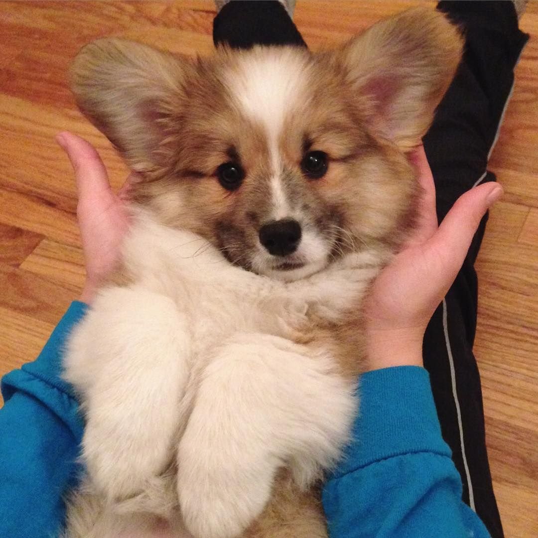 Щенок корги флаффи 1 месяц