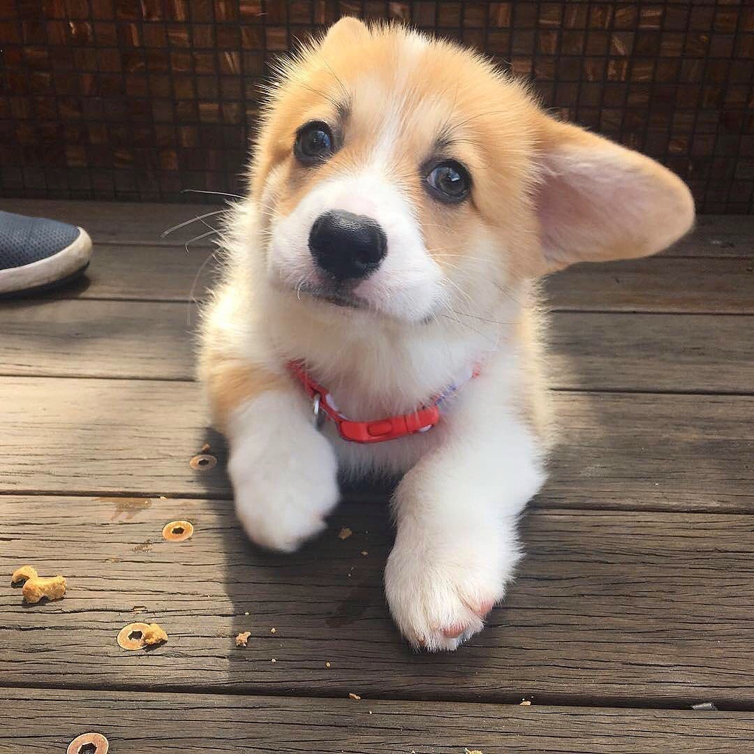 Эстетика собак корги