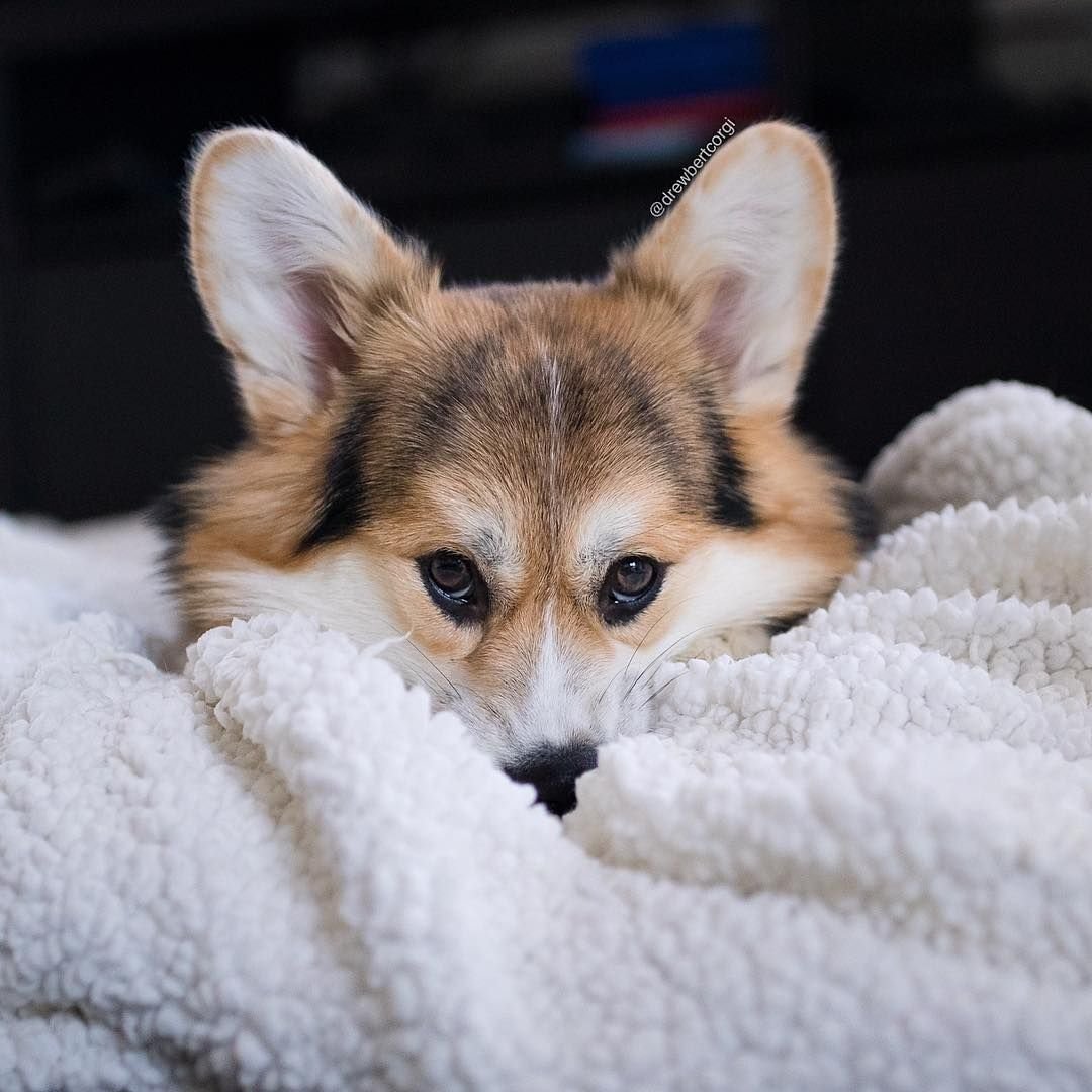 Мини корги пушистые