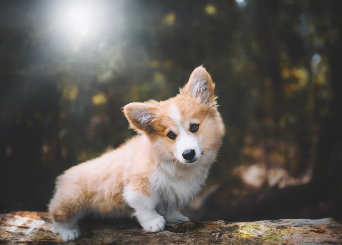 Корги Тверь