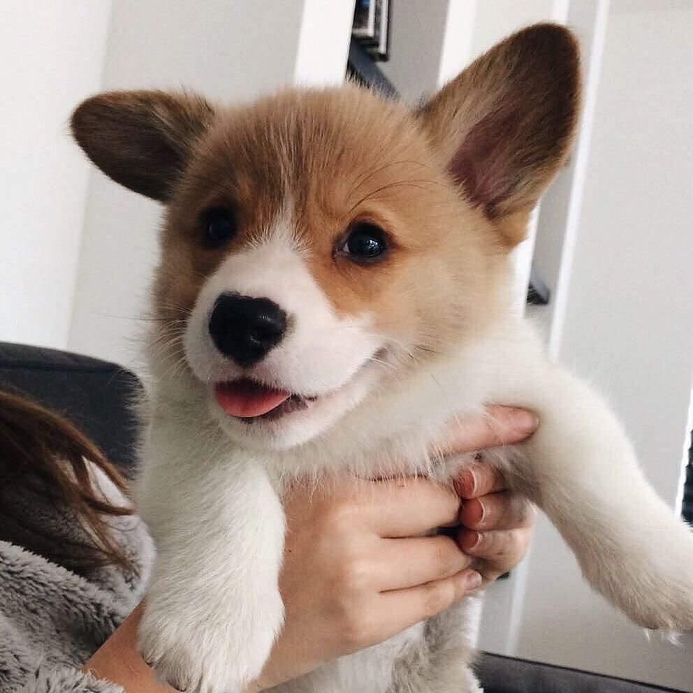 Корги длинношерстный