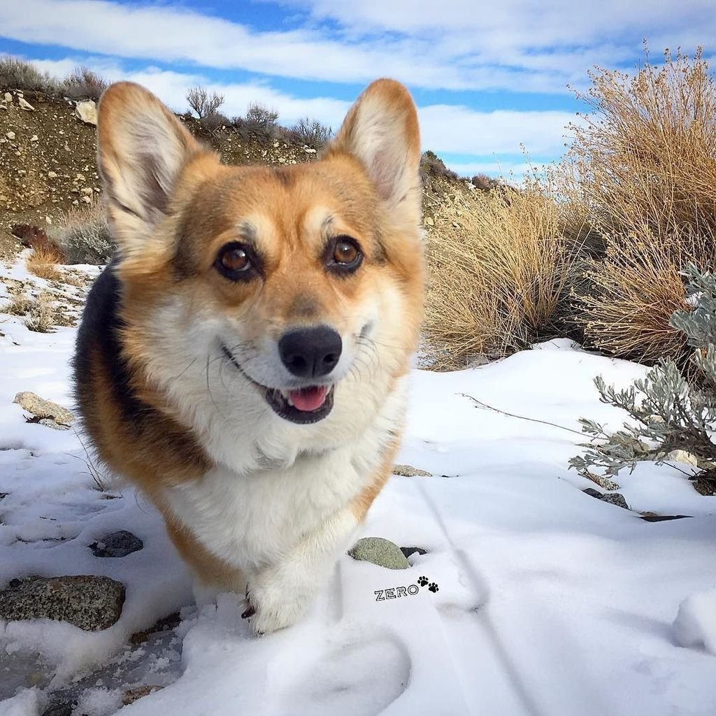 Вельш корги кардиган флаффи
