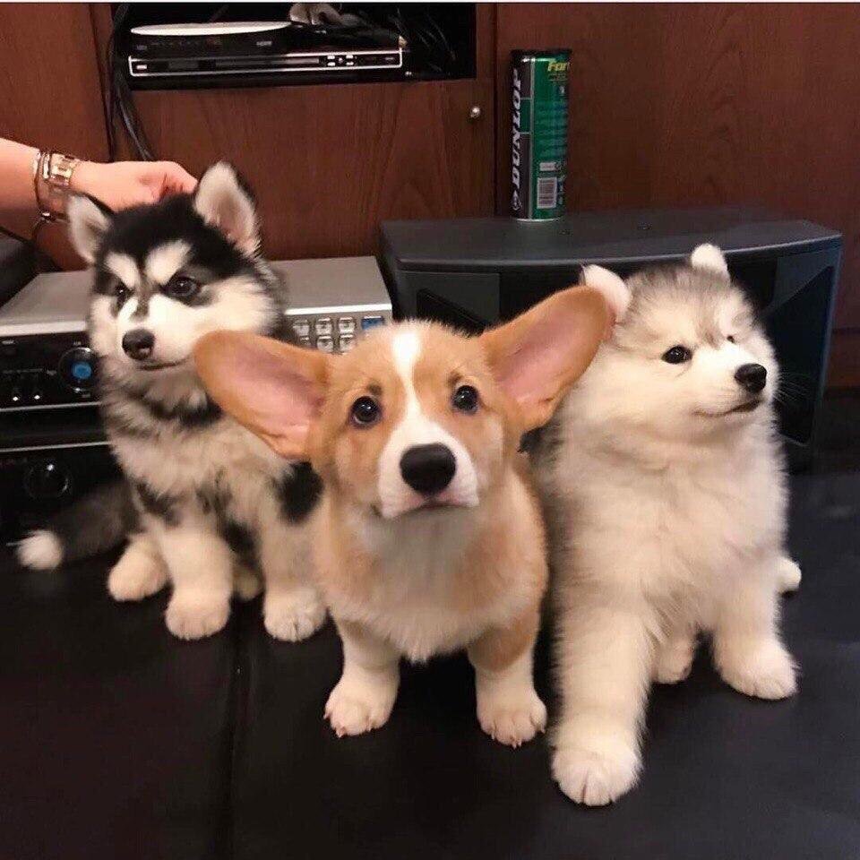 Щенок корги флаффи 3 месяца