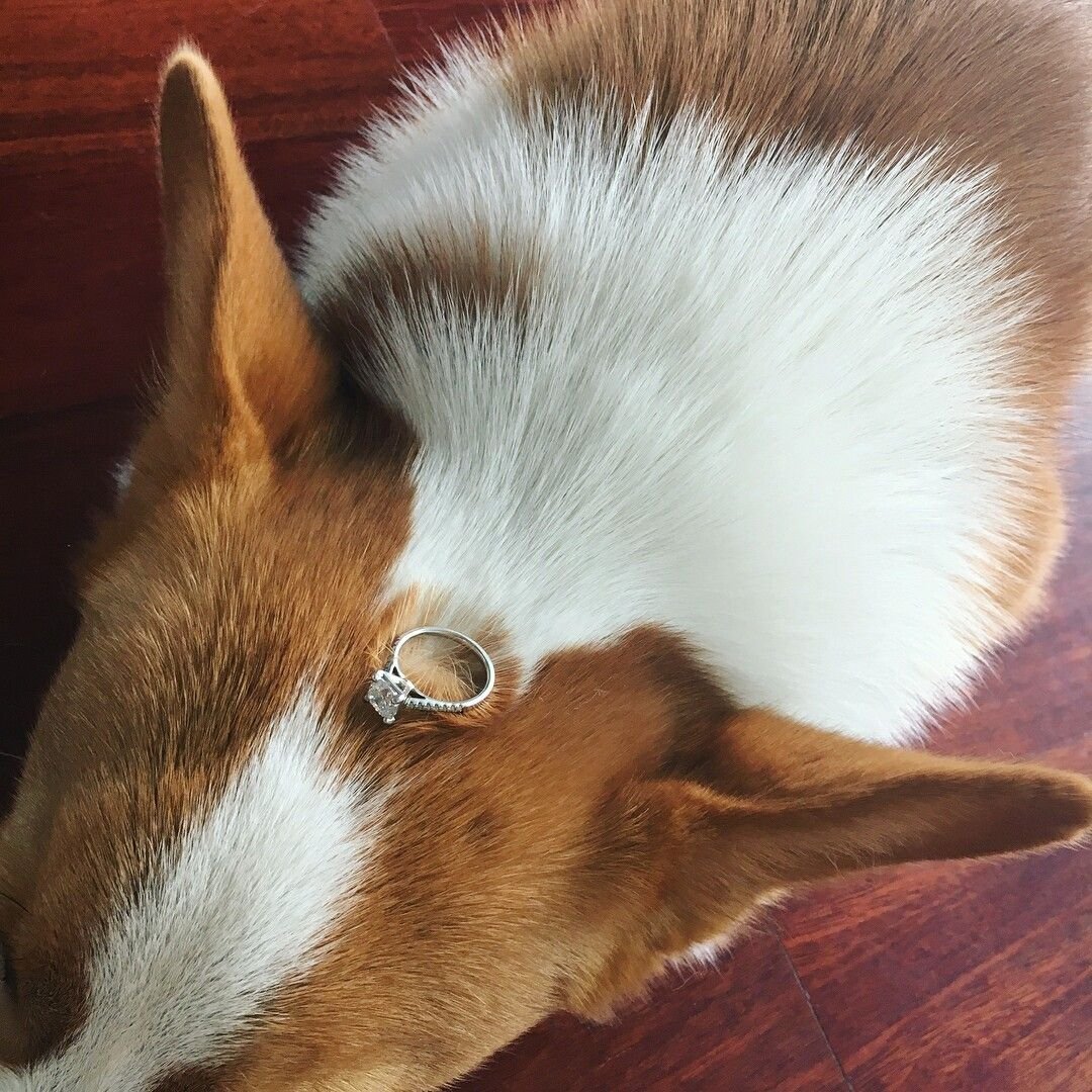 Корги Баффи