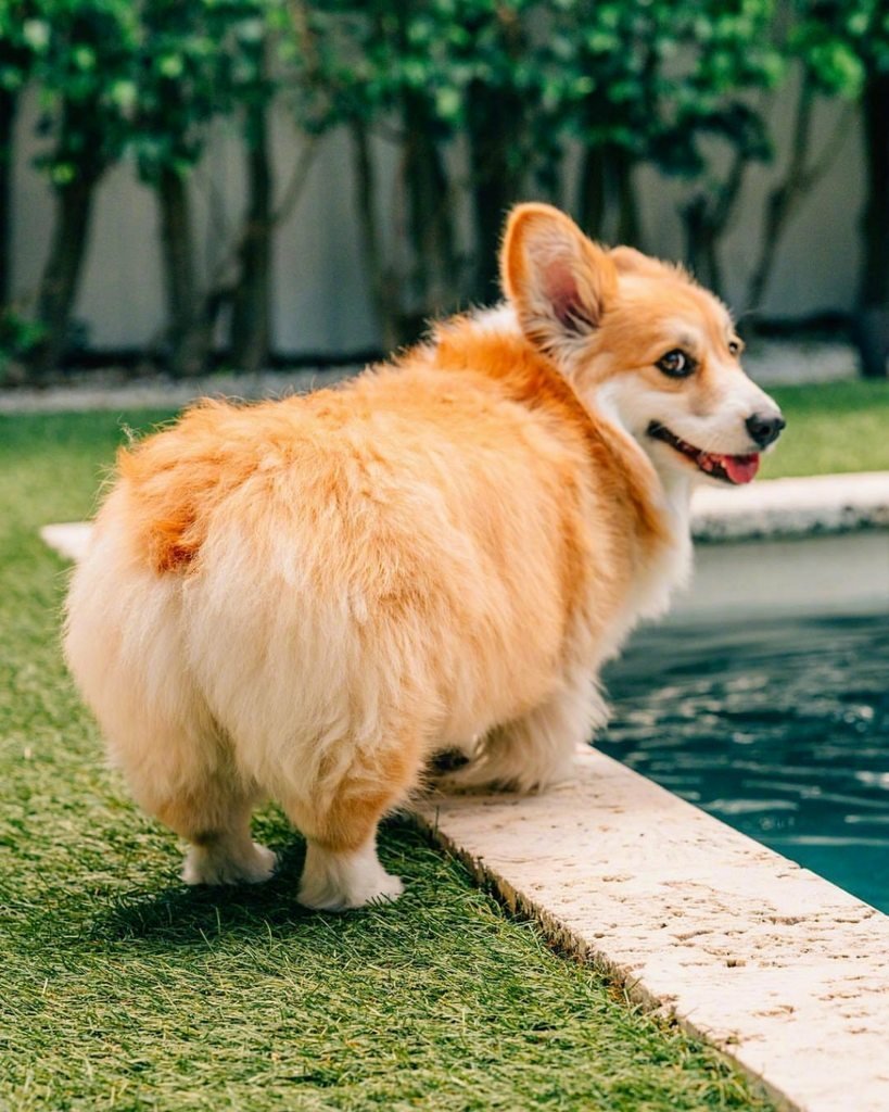 С добрым утром корги