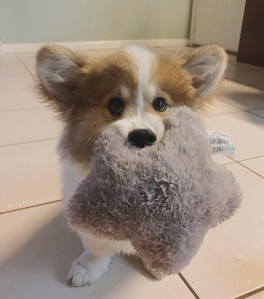 Королевский корги в короне