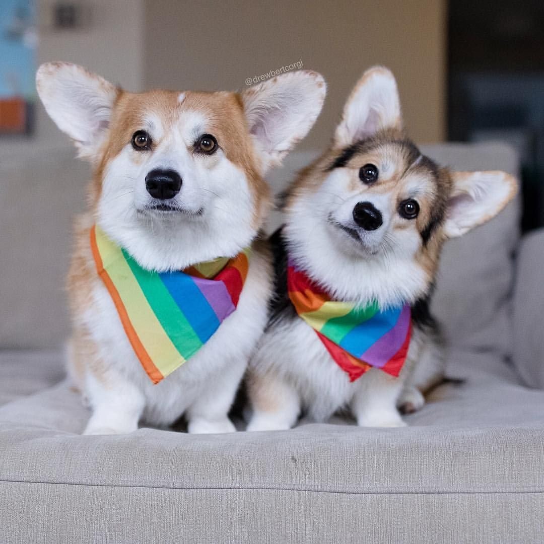 Уши корги флаффи