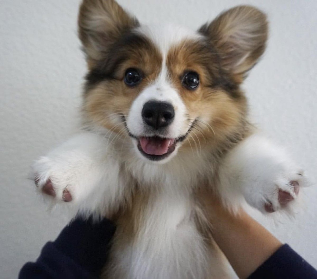 Вельш корги пушистый