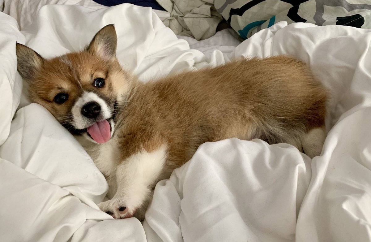 Корги пемброк флаффи