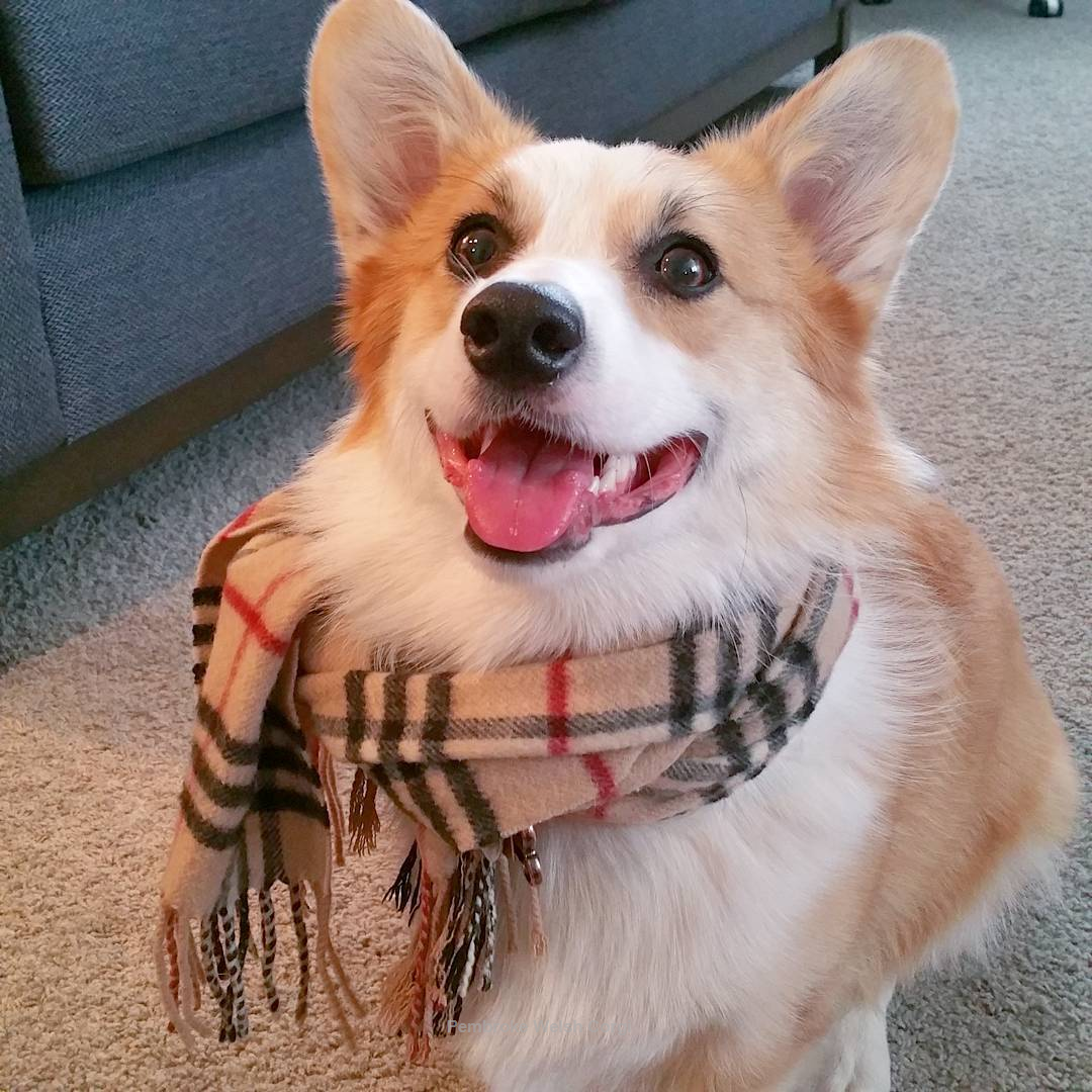 Корги флаффи без хвоста