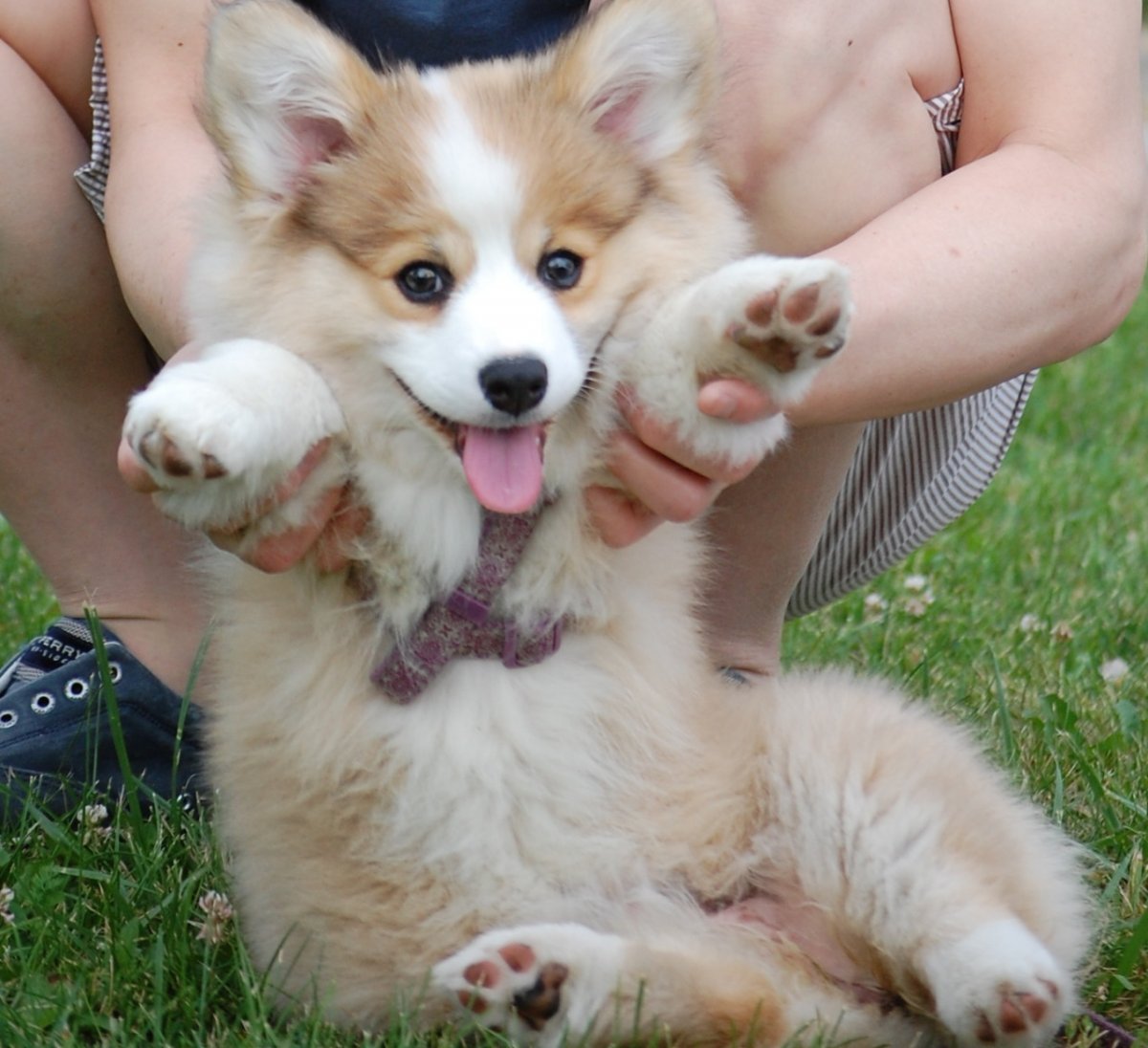 Новорожденные корги флаффи