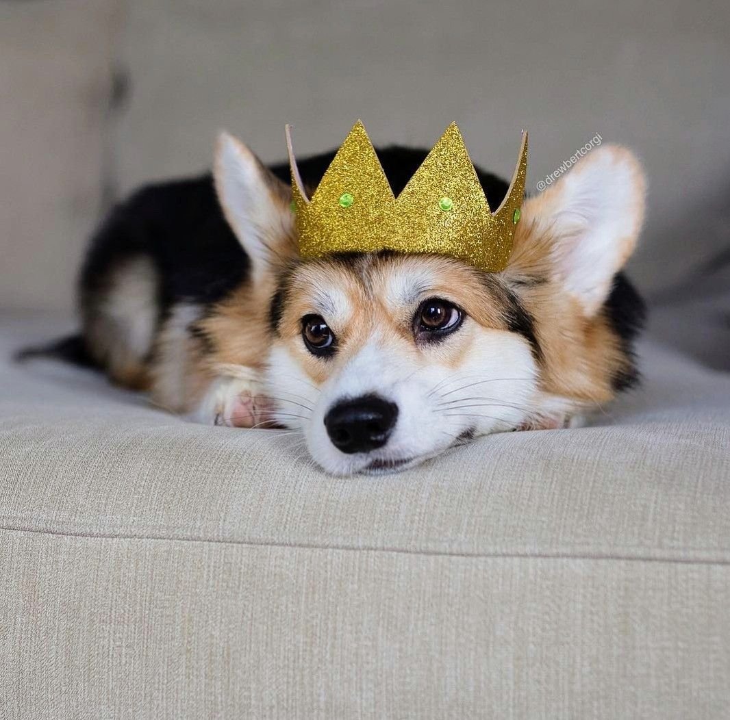 Собака бежит